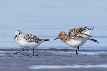 2024年5月10日(金) ふなばし三番瀬海浜公園の野鳥観察記録