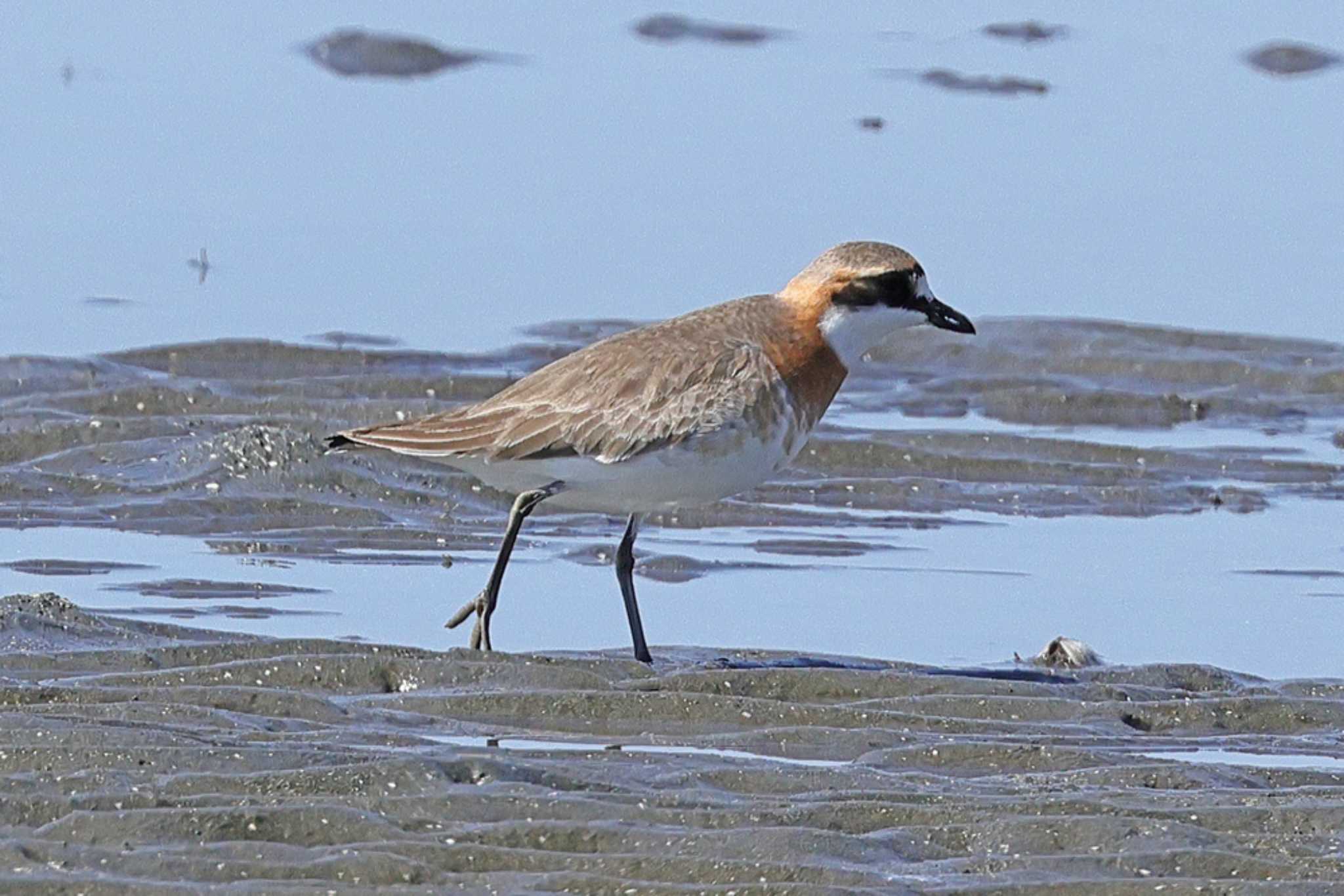 Siberian Sand Plover