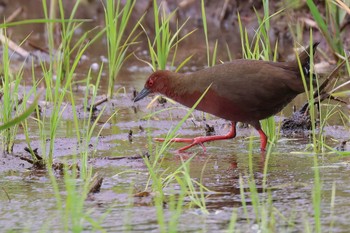 Ruddy-breasted Crake 浮島ヶ原自然公園 Thu, 5/9/2024