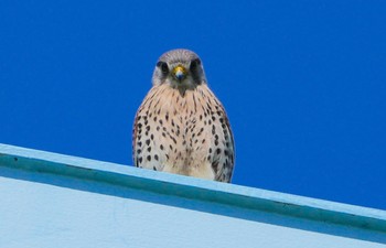 Fri, 5/10/2024 Birding report at 淀川河川公園