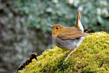 Japanese Robin 大蔵高丸 Thu, 5/2/2024