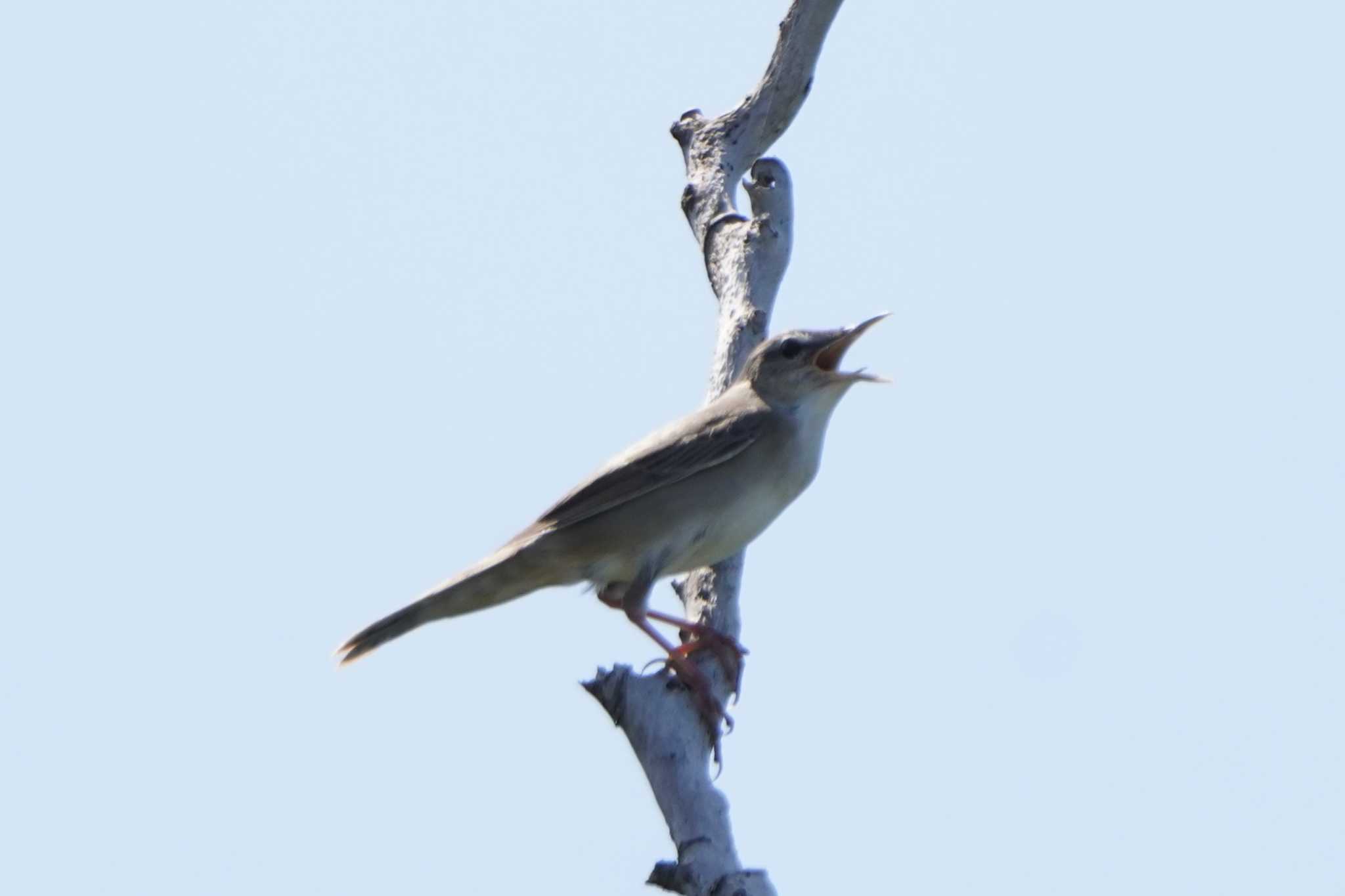 Photo of Styan's Grasshopper Warbler at  by ace