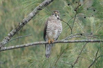 2024年3月29日(金) 宇宿漁港の野鳥観察記録