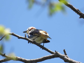 Fri, 5/3/2024 Birding report at 弘前公園(弘前城)