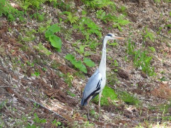 Grey Heron 弘前公園(弘前城) Fri, 5/3/2024