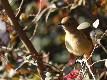 2019年1月1日(火) 駒沢公園の野鳥観察記録