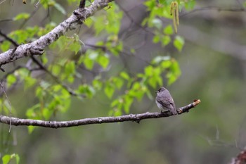 Asian Brown Flycatcher Togakushi Forest Botanical Garden Mon, 5/6/2024