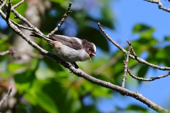 Long-tailed Tit Rokuha Park Fri, 5/10/2024