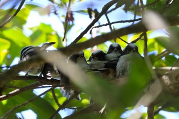 Long-tailed Tit Rokuha Park Fri, 5/10/2024