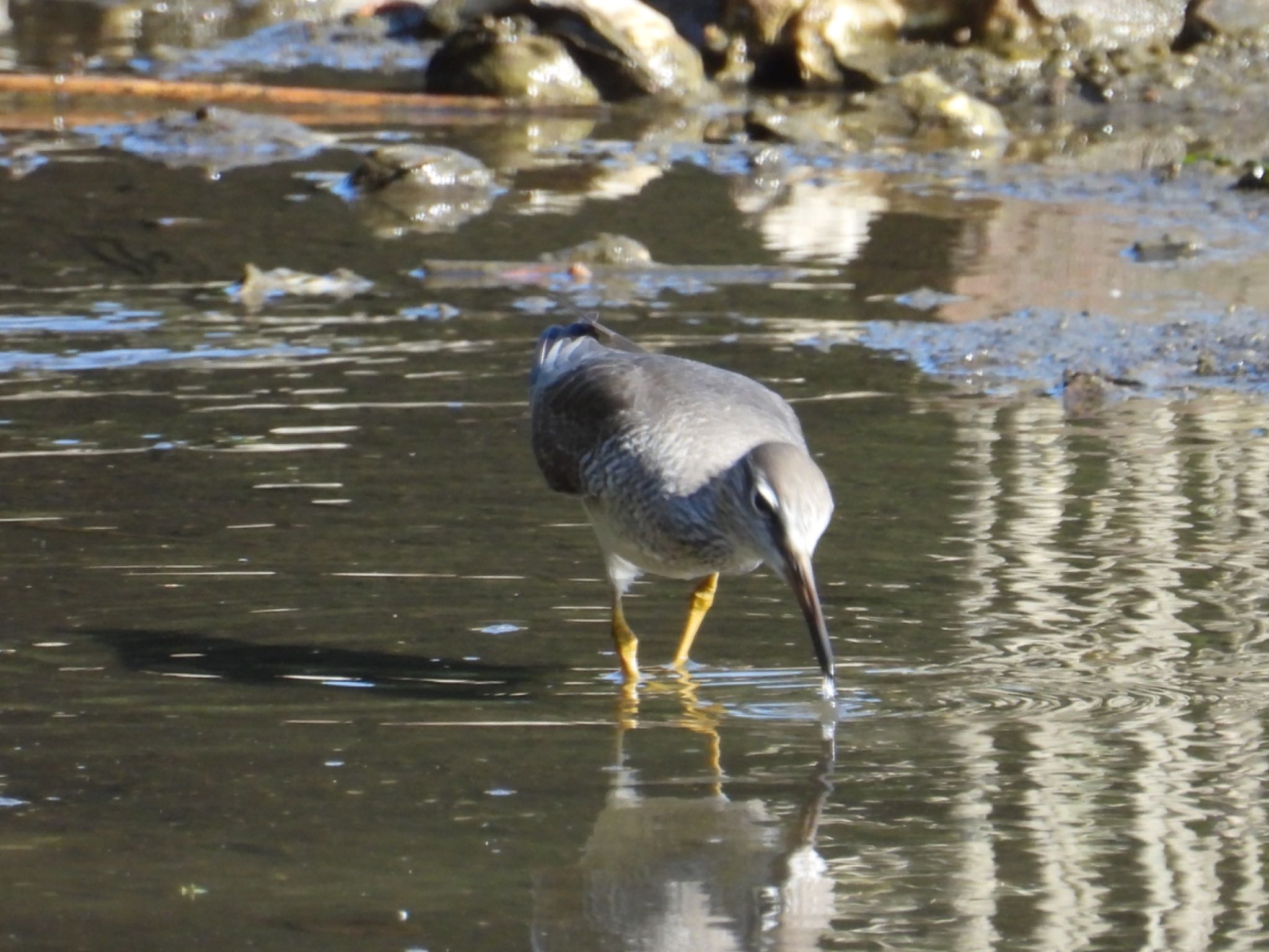 Grey-tailed Tattler