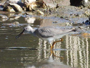 2024年5月10日(金) 葛西臨海公園の野鳥観察記録