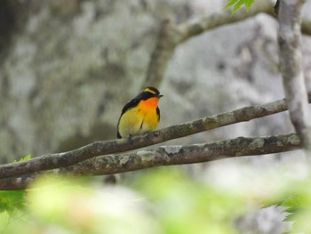 2024年5月4日(土) 白神山地の野鳥観察記録