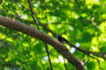 Black Paradise Flycatcher Shakujii Park Fri, 5/10/2024