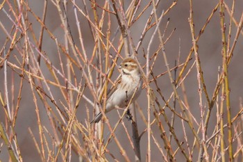 Common Reed Bunting 石狩 茨戸川 Sat, 4/13/2024