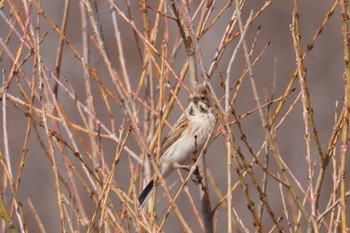 Common Reed Bunting 石狩 茨戸川 Sat, 4/13/2024