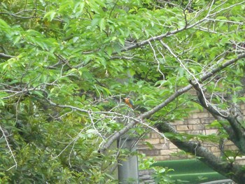 Mon, 5/6/2024 Birding report at じゅん菜池緑地(蓴菜池緑地)