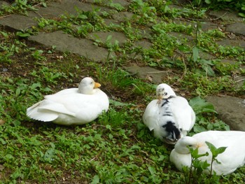 Domestic duck じゅん菜池緑地(蓴菜池緑地) Mon, 5/6/2024