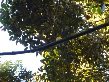 Narcissus Flycatcher Satomi Park Fri, 5/10/2024