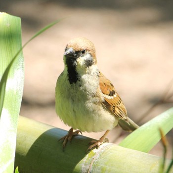 2024年5月10日(金) 都内の野鳥観察記録