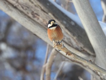 Varied Tit 石狩市 Wed, 2/28/2024