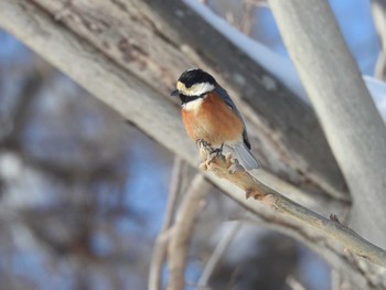 Varied Tit 石狩市 Wed, 2/28/2024