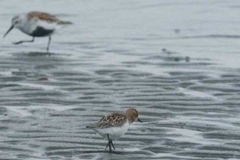 Red-necked Stint Sambanze Tideland Unknown Date