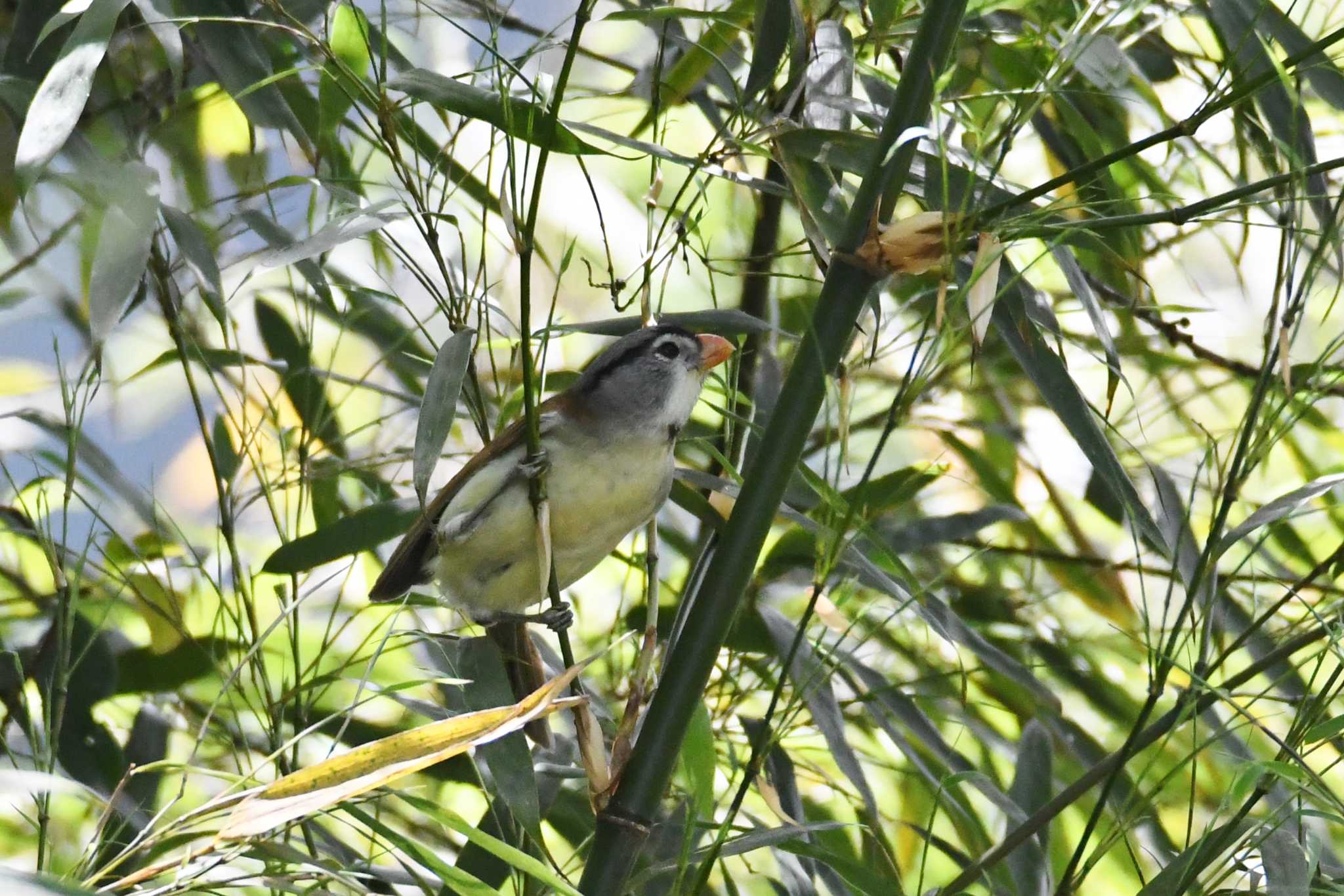 Grey-headed Parrotbill