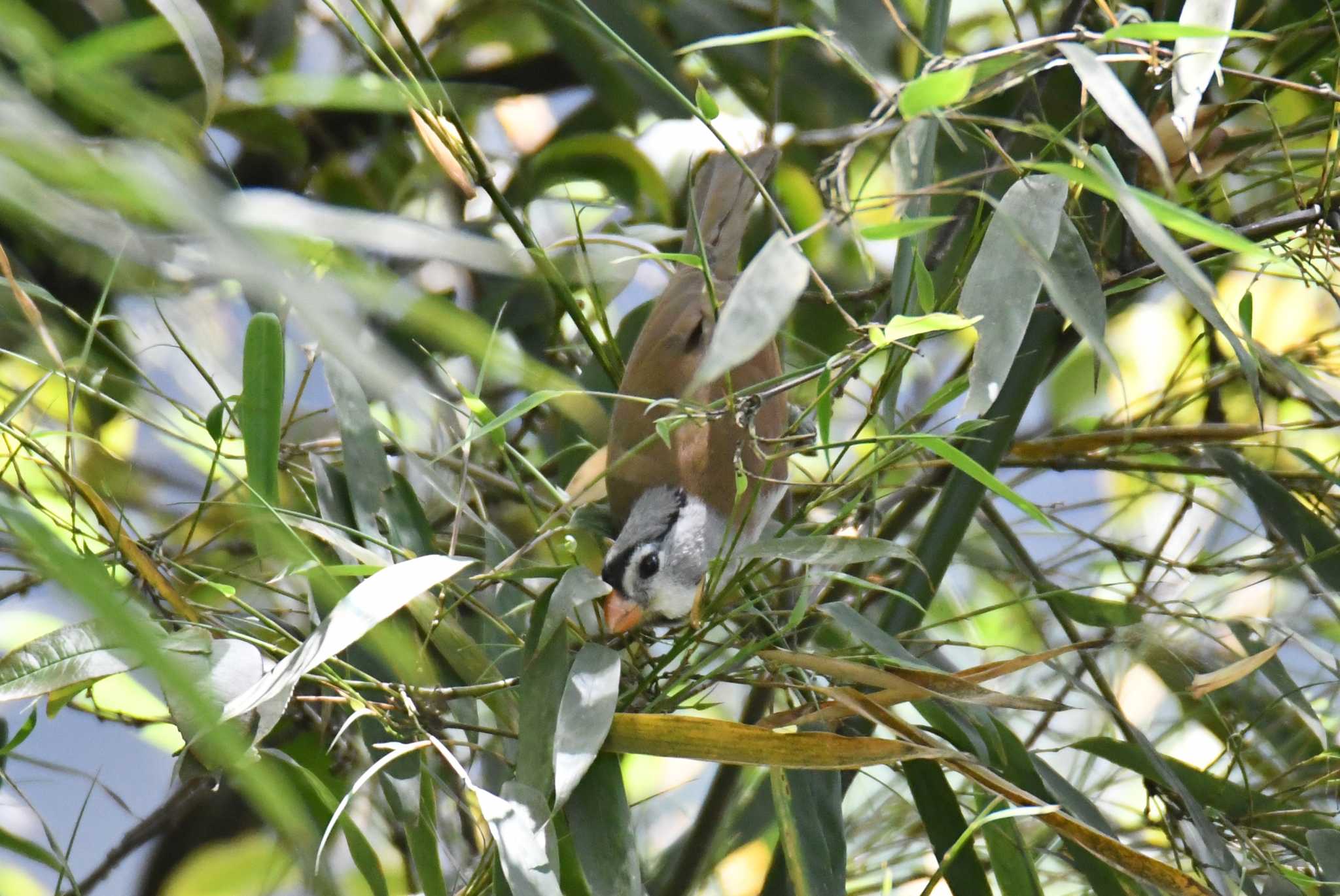 Photo of Grey-headed Parrotbill at 老君山(Laojunshan) by あひる