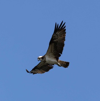 Osprey 福岡県内 Fri, 5/10/2024