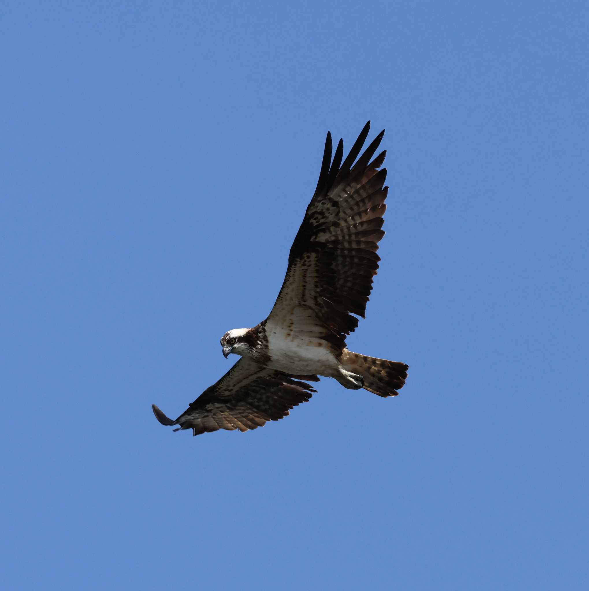 Photo of Osprey at 福岡県内 by 気ままに山歩