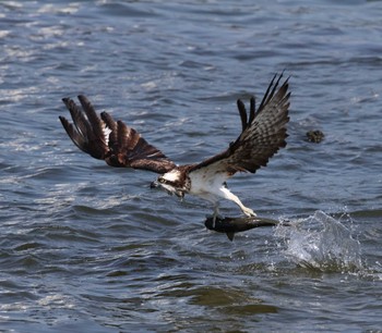 Osprey 福岡県内 Fri, 5/10/2024