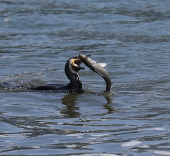 Great Cormorant 福岡県内 Fri, 5/10/2024