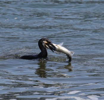 Great Cormorant 福岡県内 Fri, 5/10/2024