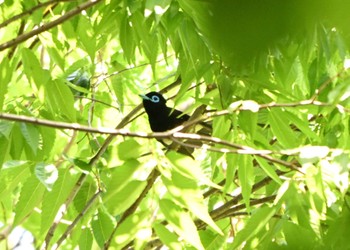 Black Paradise Flycatcher Hikarigaoka Park Fri, 5/10/2024