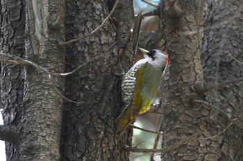 Japanese Green Woodpecker Hikarigaoka Park Fri, 5/10/2024