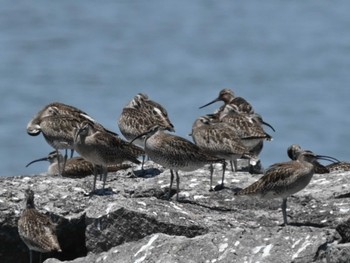 Eurasian Whimbrel 荒尾干潟水鳥湿地センター Fri, 5/10/2024