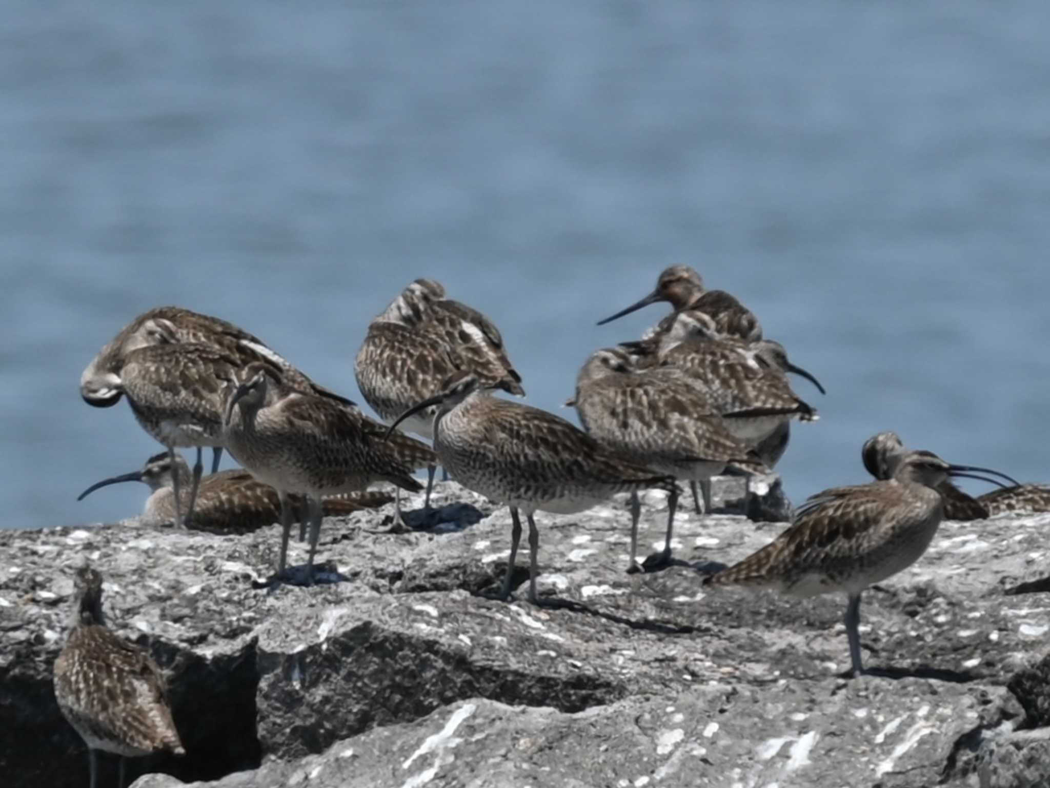 荒尾干潟水鳥湿地センター チュウシャクシギの写真 by jo6ehm