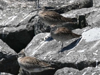 Eurasian Whimbrel 荒尾干潟水鳥湿地センター Fri, 5/10/2024