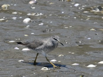 Grey-tailed Tattler 荒尾干潟水鳥湿地センター Fri, 5/10/2024