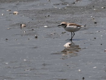 Kentish Plover 荒尾干潟水鳥湿地センター Fri, 5/10/2024