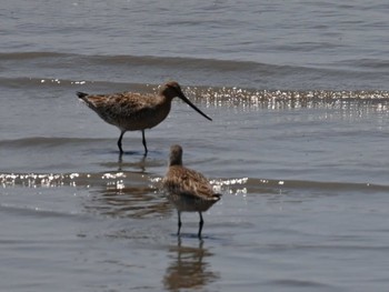 Bar-tailed Godwit 荒尾干潟水鳥湿地センター Fri, 5/10/2024