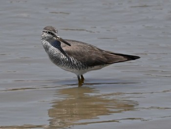 Fri, 5/10/2024 Birding report at 荒尾干潟水鳥湿地センター