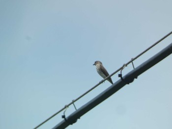 Grey-streaked Flycatcher Ishigaki Island Sat, 5/4/2024