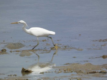 Chinese Egret Ishigaki Island Sat, 5/4/2024