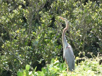 Purple Heron Ishigaki Island Sat, 5/4/2024