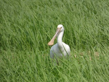 Eurasian Spoonbill Ishigaki Island Sat, 5/4/2024