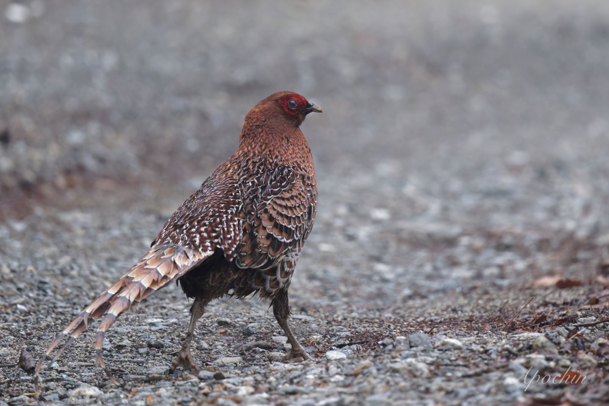 Photo of Copper Pheasant at 大蔵高丸 by アポちん