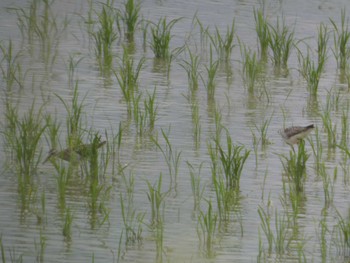 Wood Sandpiper Ishigaki Island Sat, 5/4/2024