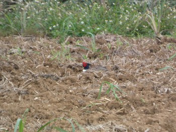 Common Pheasant Ishigaki Island Sat, 5/4/2024
