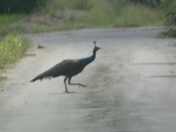 Indian Peafowl Ishigaki Island Sat, 5/4/2024